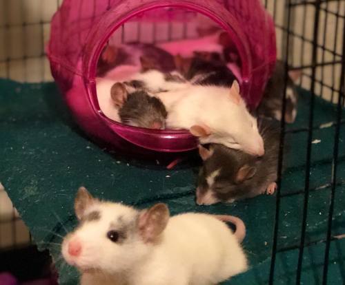 tessas-ratblog:Update on the babes from the Any Rat Rescue: they’re 3 weeks old today!