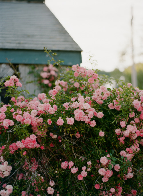 chrisozer: Maine — July, 2015