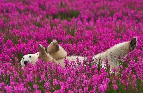 subtlepen:  nubbsgalore:  photos by (click pic) michael poliza, dennis fast and matthias brieter of polar bears amongst the fireweed in churchill, manitoba. the area has the largest, and most southerly, concentration of the animals on the planet. in