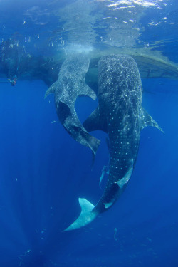 brazenbvll:   Two Whale Sharks : (©) 