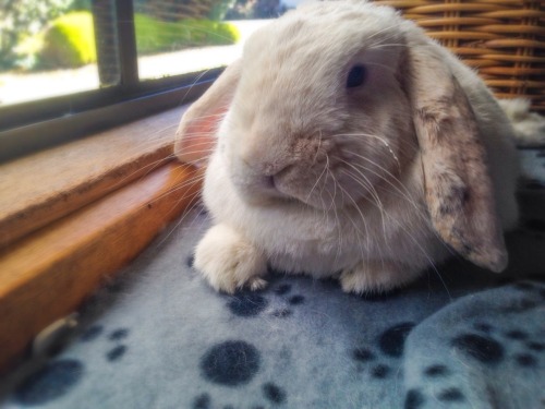 Bunny love
