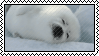 sweet seal wiggly