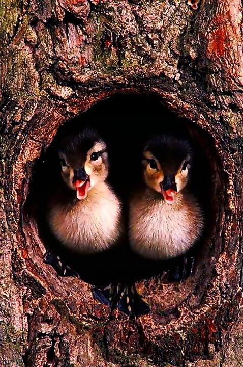llbwwb:   Ducklings by Adnan Anwar 