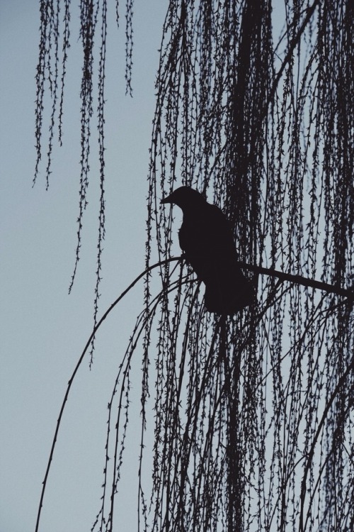 wiersm: Early morning De Uithof, March 2015 vsco.co/wiersm/media/5ac7b7429d7cd06d3f570e5d?sha