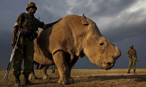 yagodichjagodic:godotal:Sudan, age 42, is the last male Northern White Rhino on the planet.this is s