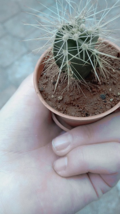 Mi pequeño cactus