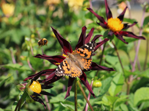 agavex-photography:Painted lady (Vanessa cardui) on Dahlia ‘Verrone’s Obsidian’.August 2019.