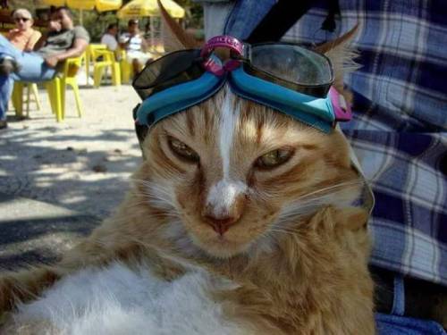 annapblack:  GUYS,  There’s a cat in a town nearby where I live in Brazil that likes to go on motorcycle rides with his owner.  He wears motorcycle goggles and everything. LOOK AT THIS LITTLE COOL DUDE:  The chillest dude you’ll ever see. 