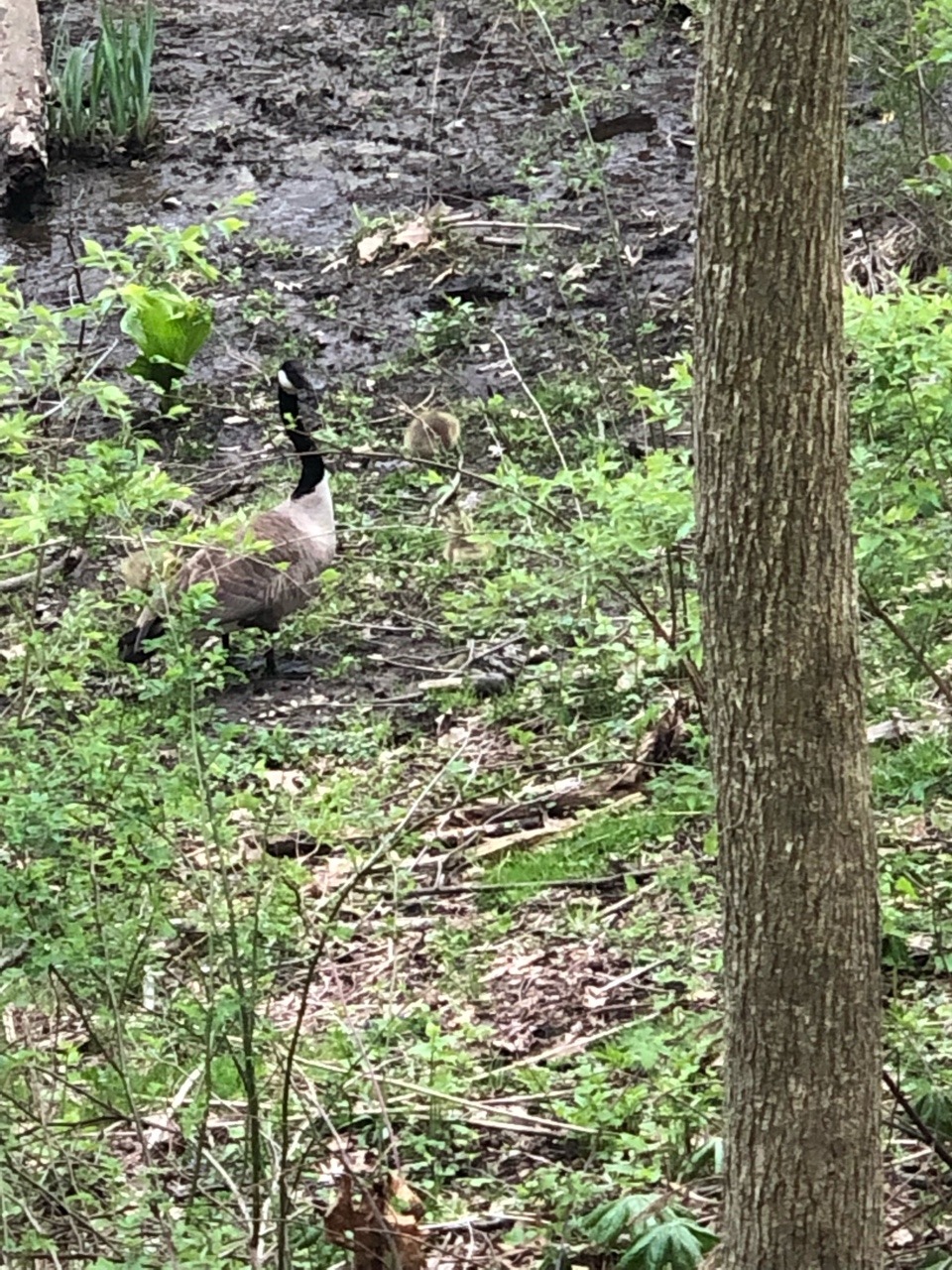 Day two in Ohio was pretty good, went for a walk on a trail and played with her adorable