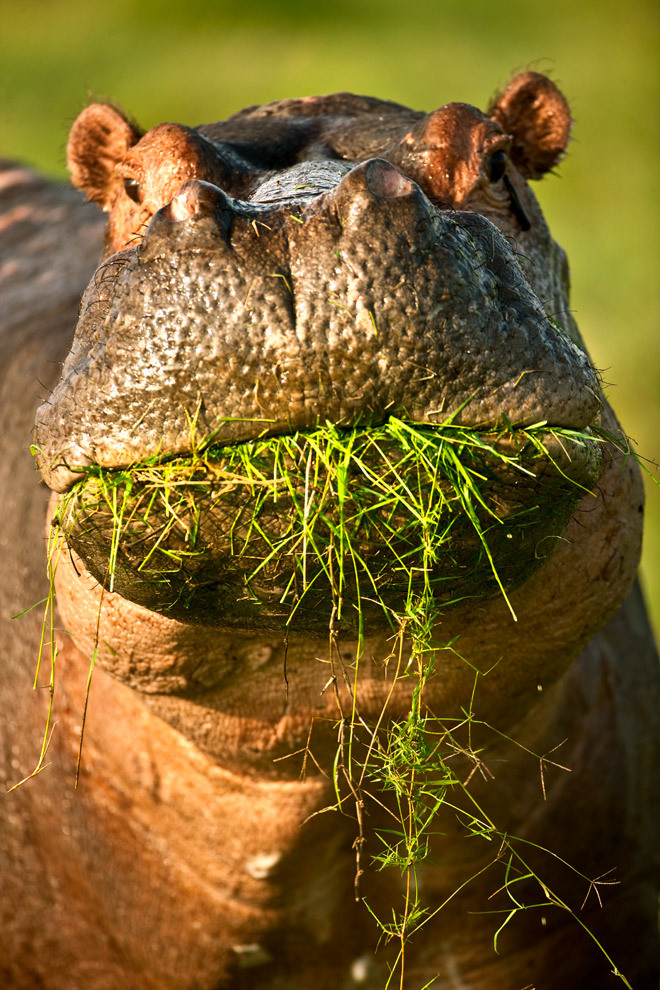 earthlynation:  Hippo by Catman-Suha 