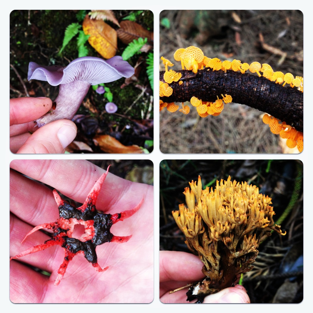 Quasi-Weekly Fungus Time! Hawaii’s fungi are just as tropically chic as the rest of its flora. –MN
steepravine:
“ Mushrooms of Hawaii!
Waipio valley is heaven on earth, go there if you can and bring your 4 wheel drive. “real” pictures coming soon,...