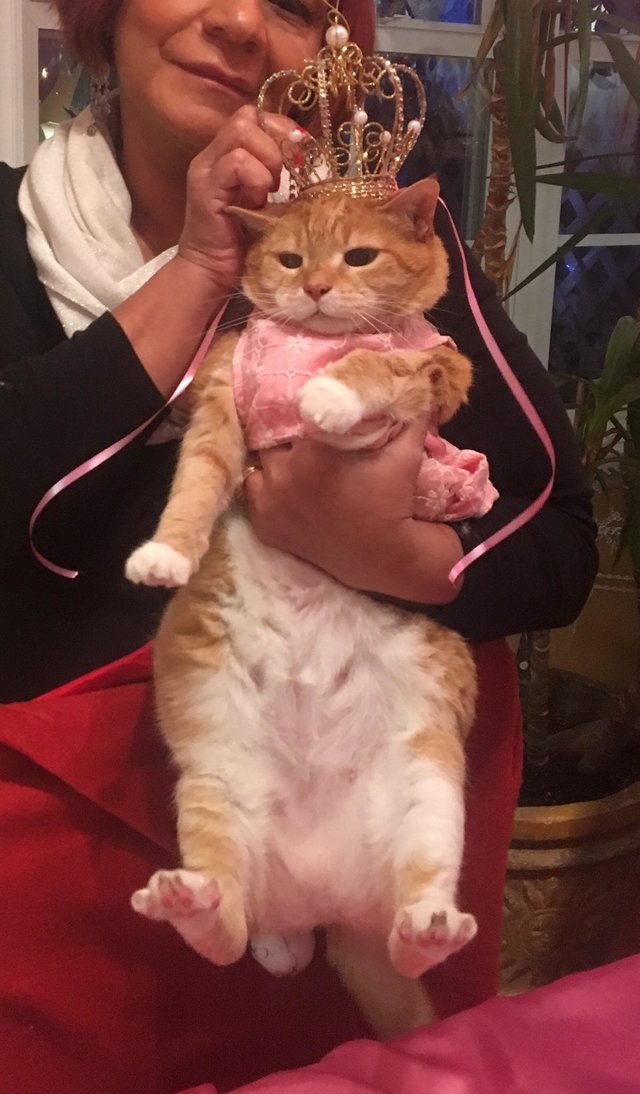cybergata:Family Throws Their Cat A Quinceañera For Her 15th Birthday