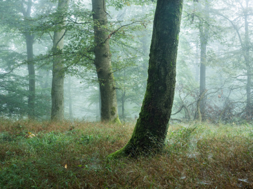 Wald am Rimberg by Felix Wesch Instagram | Facebook | 500px | Twitter | Website