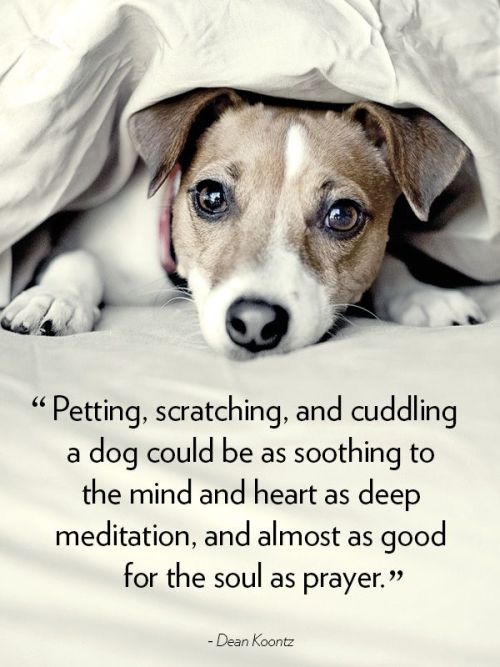 “Petting, scratching, and cuddling a dog could be as soothing to the mind and heart as deep meditati