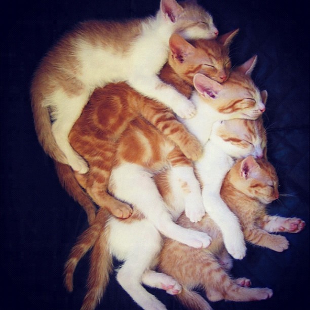 makeyounoticee:  This is way to funny #cats #spooning #immature #funny #loll