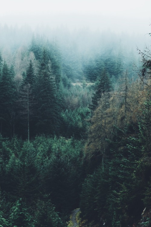 dpcphotography:Whinlatter Forest