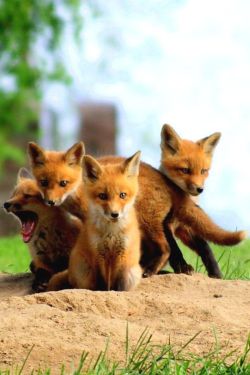 earthlynation:  Red Foxes via 500px
