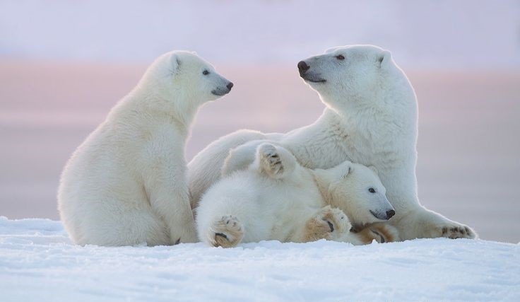 wolverxne:  At the Arctic National Wildlife Refuge in Alaska, wildlife photographer