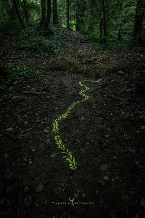 ysambre-fauntography:“Moth Vertebrae” - Land art, © Ysambre fauntography 2018