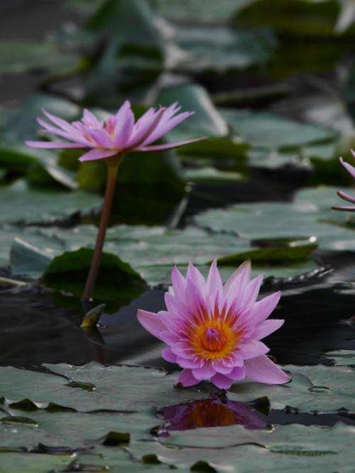 uyamt: 睡蓮（すいれん） Water lily (Nymphaea)