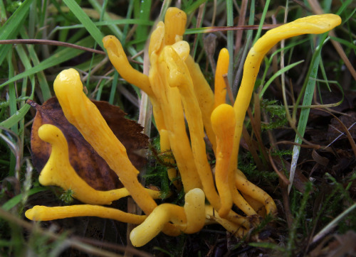 Good showing of yellow club fungus - Clavulinopsis helvola - on the my lawn this year. ^_^