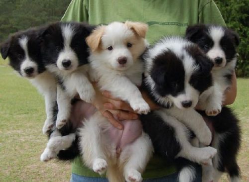 veliseraptor:I keep looking at this image and crying about how I do not have five border collie pupp
