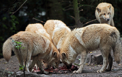 brutalgeneration:  By j.a.kok 