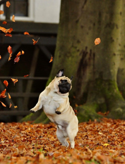 duttonbooks:  Darn right it’s Fall! 