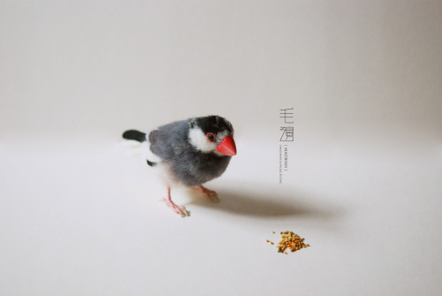 ▋Java Sparrow ( custom-made )Sculpture approximately 5 x 12 x 9 cm Claws are movable, so you can pos