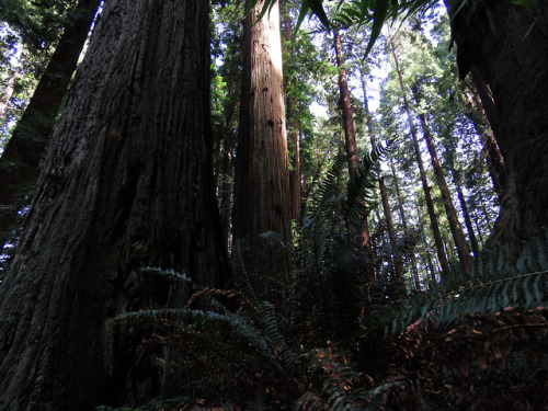 redwoods by glacierman