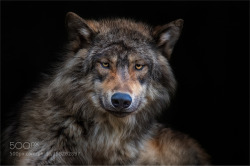animal-photographies:  Wolf