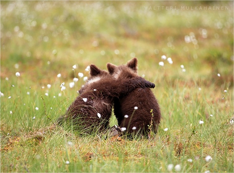 wapiti3:  Triplets! photos by Valtteri Mulkahainen 