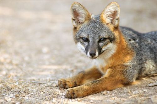 chibisayuri: Island Foxes