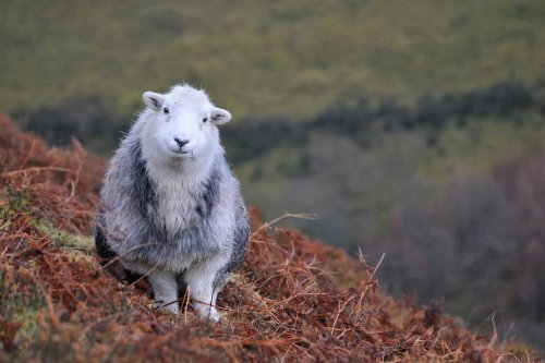 jerusalemcrickets:i saw a tweet that said herdwick sheep had soothing faces so i googled them and fo