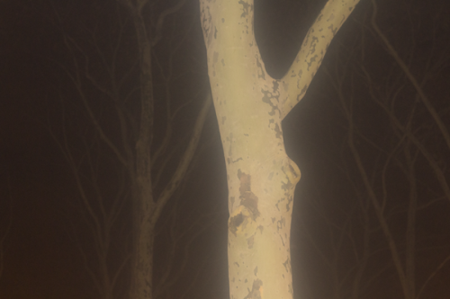 rabbitofmoon:  Yggdrasil, 2014.