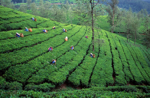 unearthedviews: SRI LANKA. Nuwara-Eliya, north central Sri Lanka. Tea plantation. 1998. © Bruno Barb