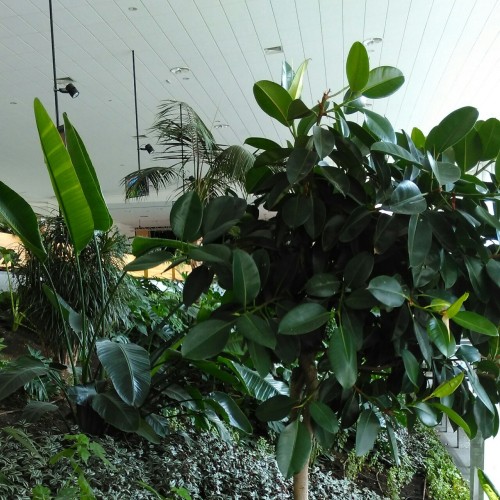 eszmefuttatasok:  ‘nature is a whore’