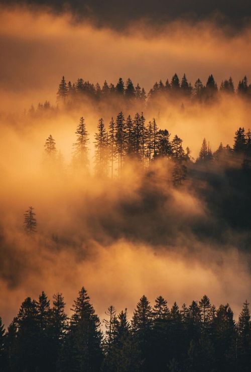 j-k-i-ng:
“““Black Forest”⛅🌲 by | Michael Corona”
Black Forest, Germany”