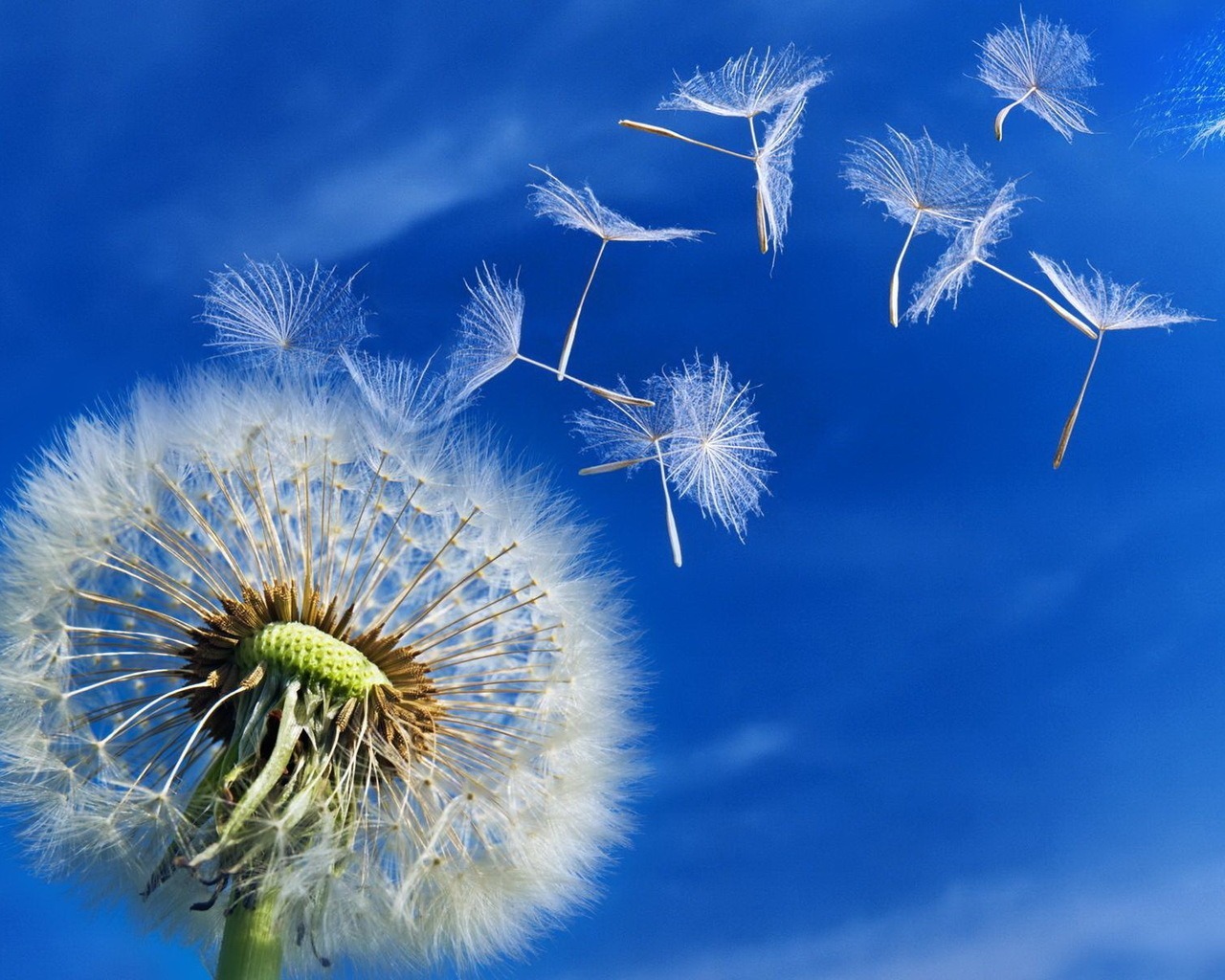 July dandelion seeds