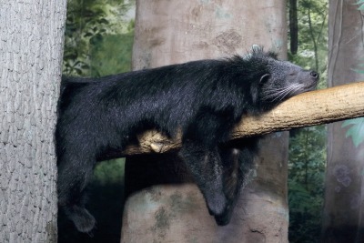 heartwarminganimals:A bearcat (binturong) or as I’m going to call them, a long panda, are a species of viverrid similar to no other animal I have ever heard of but they’re basically one of those species that evolved into mustelids without being mustelids.