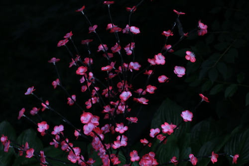 glowyflowers: glow flowers in garder - more here