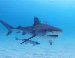 Tiger Sharks Of Tiger Beach