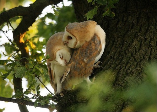 celtic-forest-faerie:{Barn Owls in The Oak} by {Mike Rae}