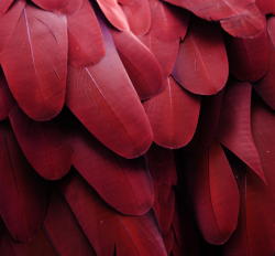 lostinpattern:  Red Feathers by Michael Fitzsimmons 