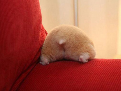 cuteanimalspics:hamster butts are the cutest butts