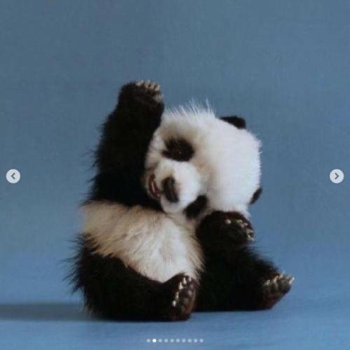 babyanimalgifs:  Some baby animals to warm your stone cold heart.
