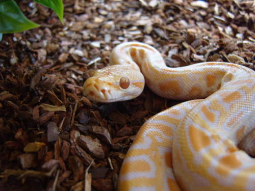 Albino Burmese Python at 888 Reptiles