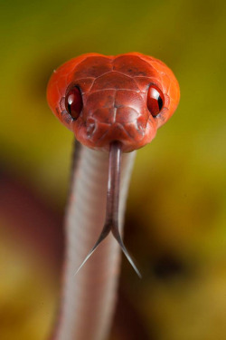 creatures-alive:  Siphlophis compressus by Frank_Deschandol on Flickr.   Baby