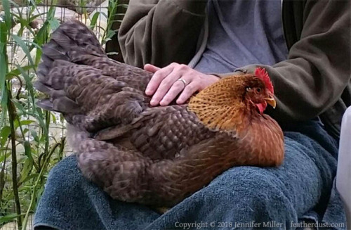 HEY my Bielefelders chickens are extremely good here are some cellphone photos of them between 6-7 m