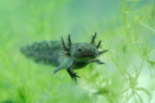 quiet-nymph:Axolotl by Рrot